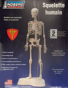 Lindberg 1/5 Human Skeleton # 71304 - Plastic Model Kit